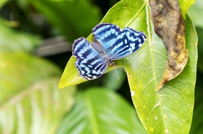 Mexican Bluewing Feb 2022
